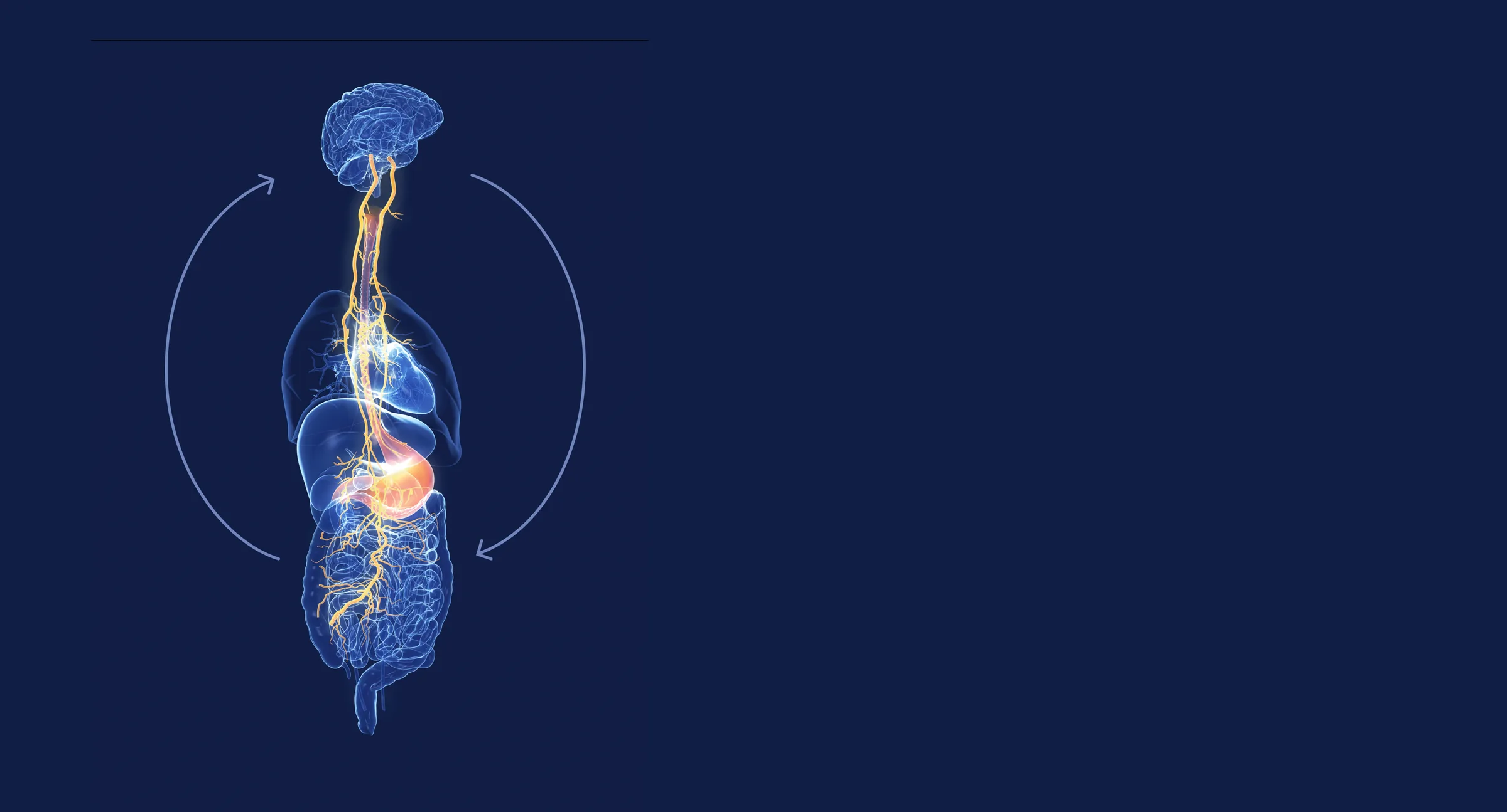 The human body with the line between brain and gut lit