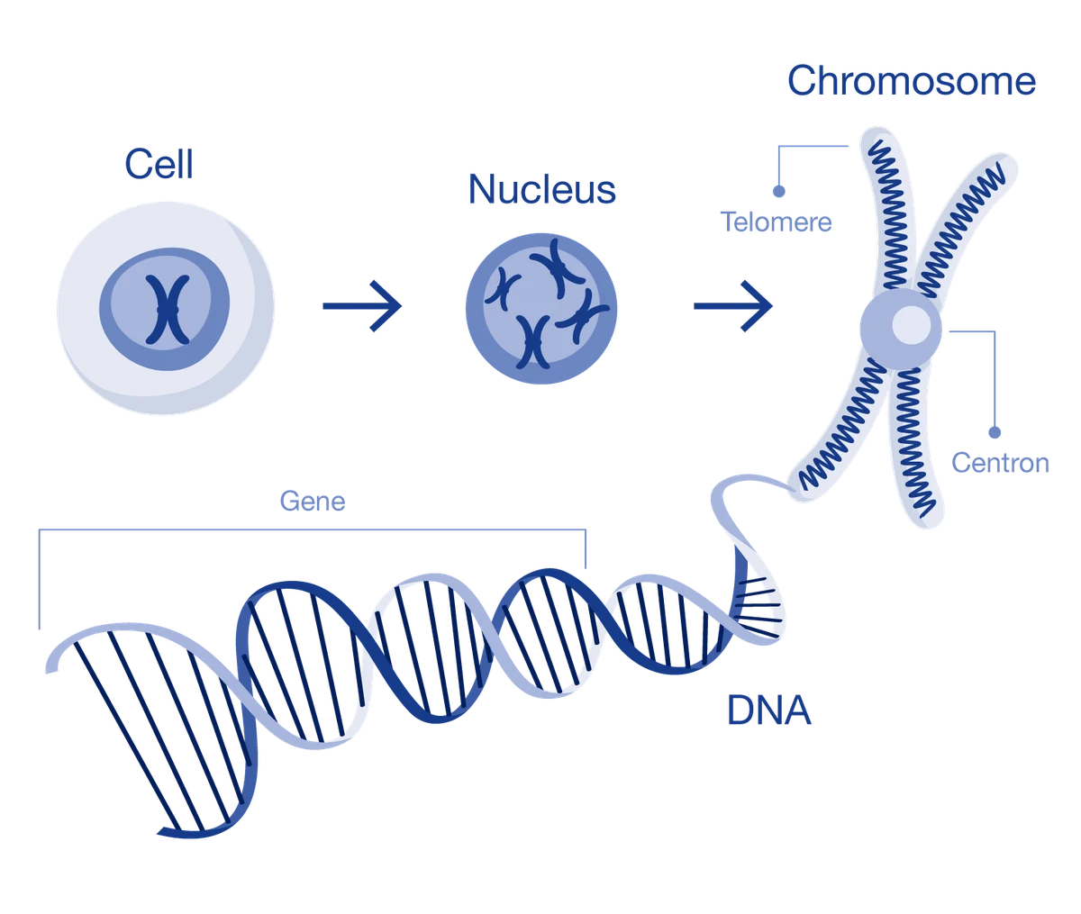 A cell, its nucleus, a chromosome and the length of DNA that makes up a single gene