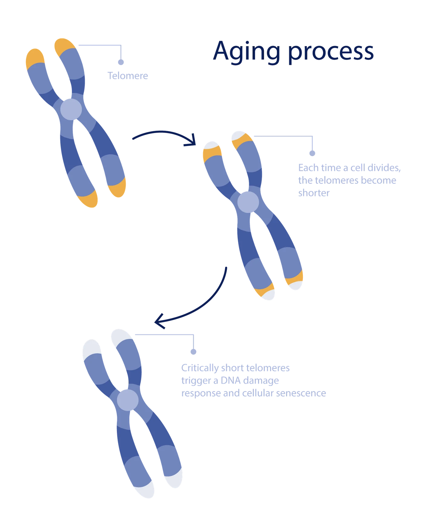 A chromosome losing telomere length each time a cell divides