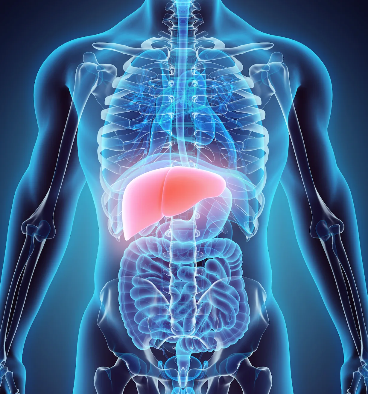 The human body with the liver highlighted