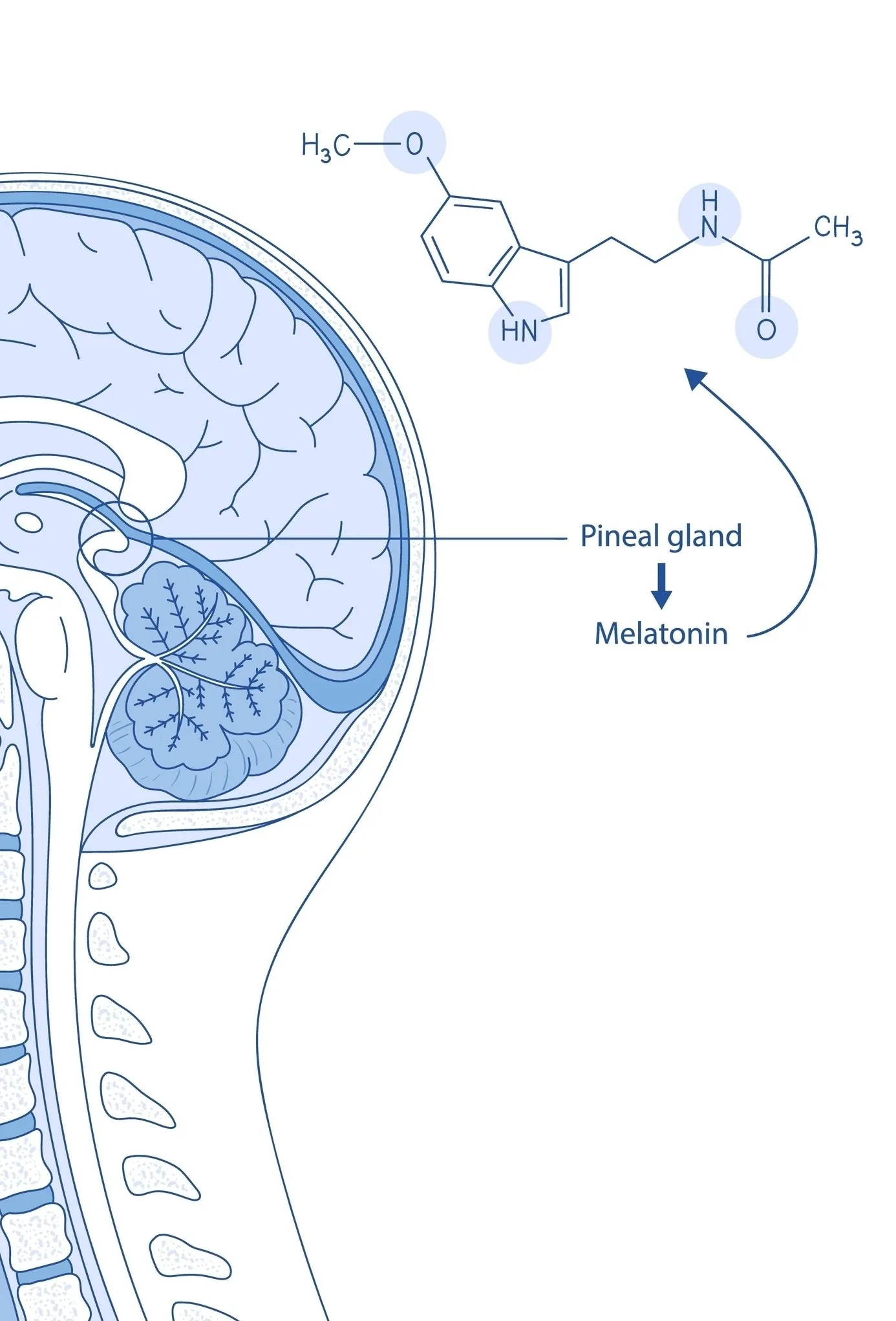 The hormonal pathway from the pineal gland to the release of melatonin